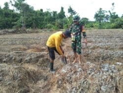 Wujudkan Ketahanan Pangan Di Wilayah, Babinsa Koramil Mapurujaya Rutin Bantu Petani Dalam Menggarap Lahan Pertanian