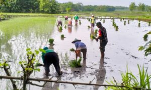 Dukung Hanpangan, Babinsa Koramil Purwosari Bojonegoro bantu Petani Tanam Padi