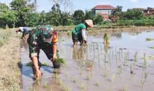 Dukung Ketahanan Pangan, Serda Sunarto Bantu Warga Tanam Padi