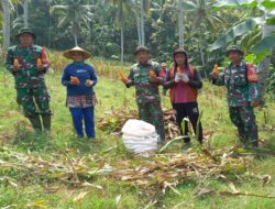 Hadir Di Tengah Masyarakat, Babinsa Pos Wonotirto Bantu Warga Sumberboto Memanen Jagung