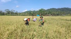 TNI Peduli Ketahanan Pangan, Babinsa Koramil 1505-03 Maba Bantu Petani Panen Padi