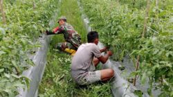 Babinsa Mapurujaya Sertu Tangkas Budiono Selalu Rutin Mendampingi Petani Binaan Sebagai Upaya Mensukseskan Program Ketahanan Pangan Wilayah