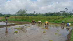 Musim Tanam Telah Tiba, Babinsa Sukosewu Aktif Bantu Petani Tanam Padi