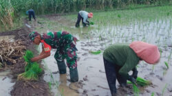 Koptu Wahyu Anugerah Bersama Warga Desa Gununggede, Tingkatkan Hanpangan Dengan Tanam Padi