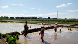 Koramil Kanigaran Dukung Gerakan Antisipasi Darurat Pangan, Dampingi Petani 