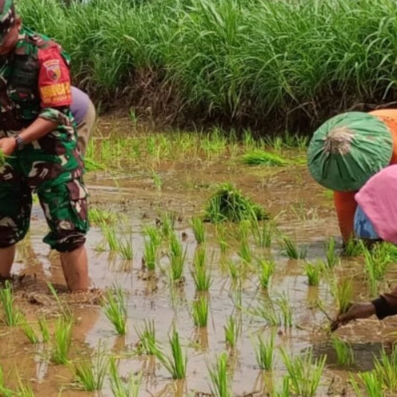 Kodim Probolinggo Terus Dukung Gerakan Antisipasi Darurat Pangan Nasional