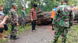 Koramil 0820/06 Sumberasih Bersinergi Evakuasi Pohon Tumbang, Akses Jalan Kembali Normal