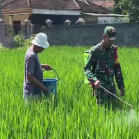 Pendampingan Babinsa Wonotirto, Bantu Petani Penyemprotan Pestisida Kendalikan Hama Padi