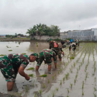 Target Swasembada Pangan, Pabung 0808/Blitar Dampingi Poktan Tani Alam Maksimalkan Tanam Padi di Wilayah Sutojayan