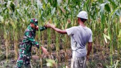 Selalu Hadir Bersama Warga Binaan, Babinsa Mapurujaya Bantu Petani Panen Jagung