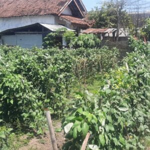 Polisi Probolinggo Monitoring Pertanian Kacang Panjang Dukung Ketahanan Pangan di Pajarakan 