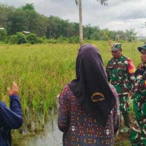 Wujud Sinergitas, Babinsa Bersama PPL Pertanian Lakukan Peninjauan LTT