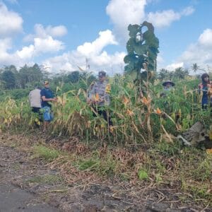 Polsek Candipuro Dampingi Panen Raya Jagung, Dukung Ketahanan Pangan Lumajang