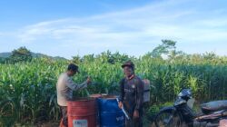 Polsek Pasirian Dukung Program Ketahanan Pangan dengan Pemupukan Jagung