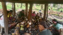 Turun ke Lapangan, Babinsa Kodim 1505/Tidore Ikut Proses Pembuatan Kopra