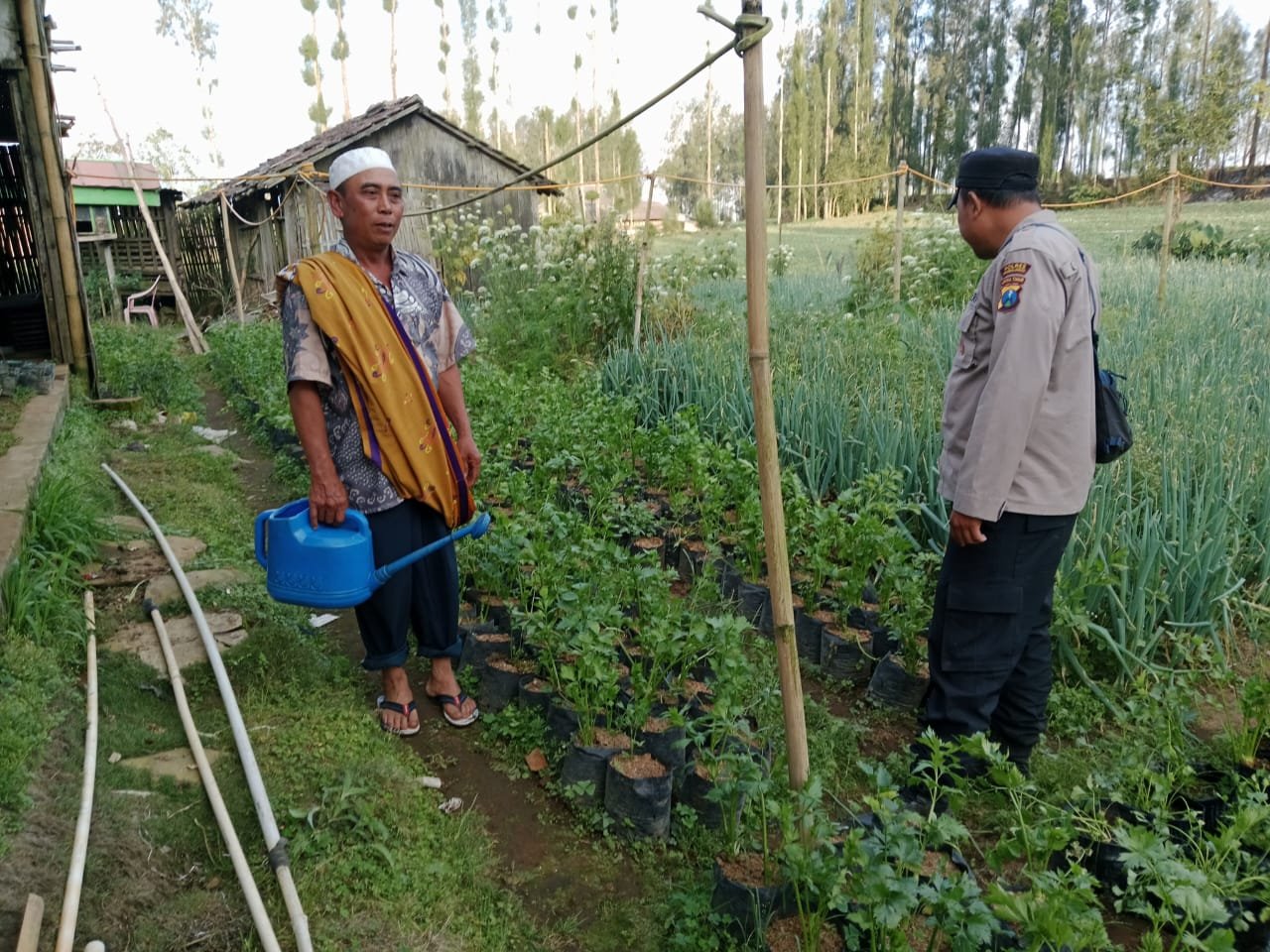 Bhabinkamtibmas Polsek Sumber Pantau Tanaman Seledri Dukung Ketahanan Pangan