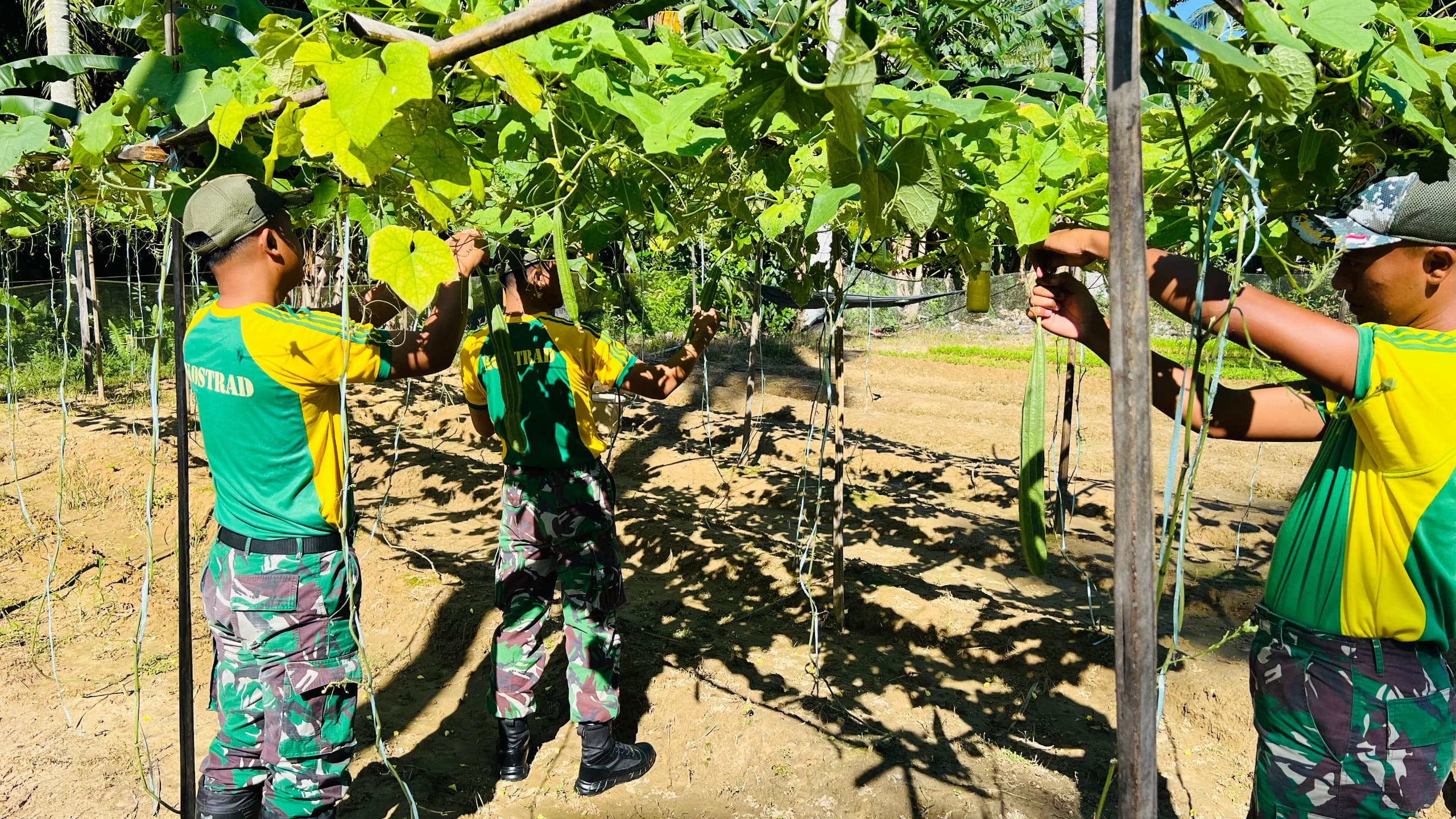 Sinergi TNI-Warga, Kebun Sayur Satgas Yonarmed 11 Kostrad Tumbuhkan Harapan di Perbatasan Sinergi TNI-Warga, Kebun Sayur Satgas Yonarmed 11 Kostrad Tumbuhkan Harapan di Perbatasan