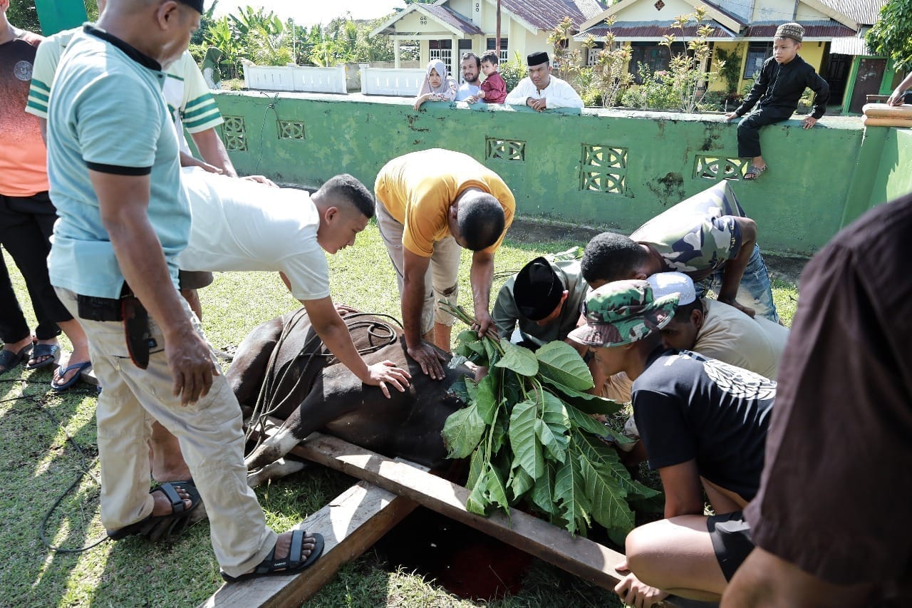 Peduli Sesama, Kodim 1505/Tidore Laksanakan Qurban dan Bagikan Daging ke Masyarakat