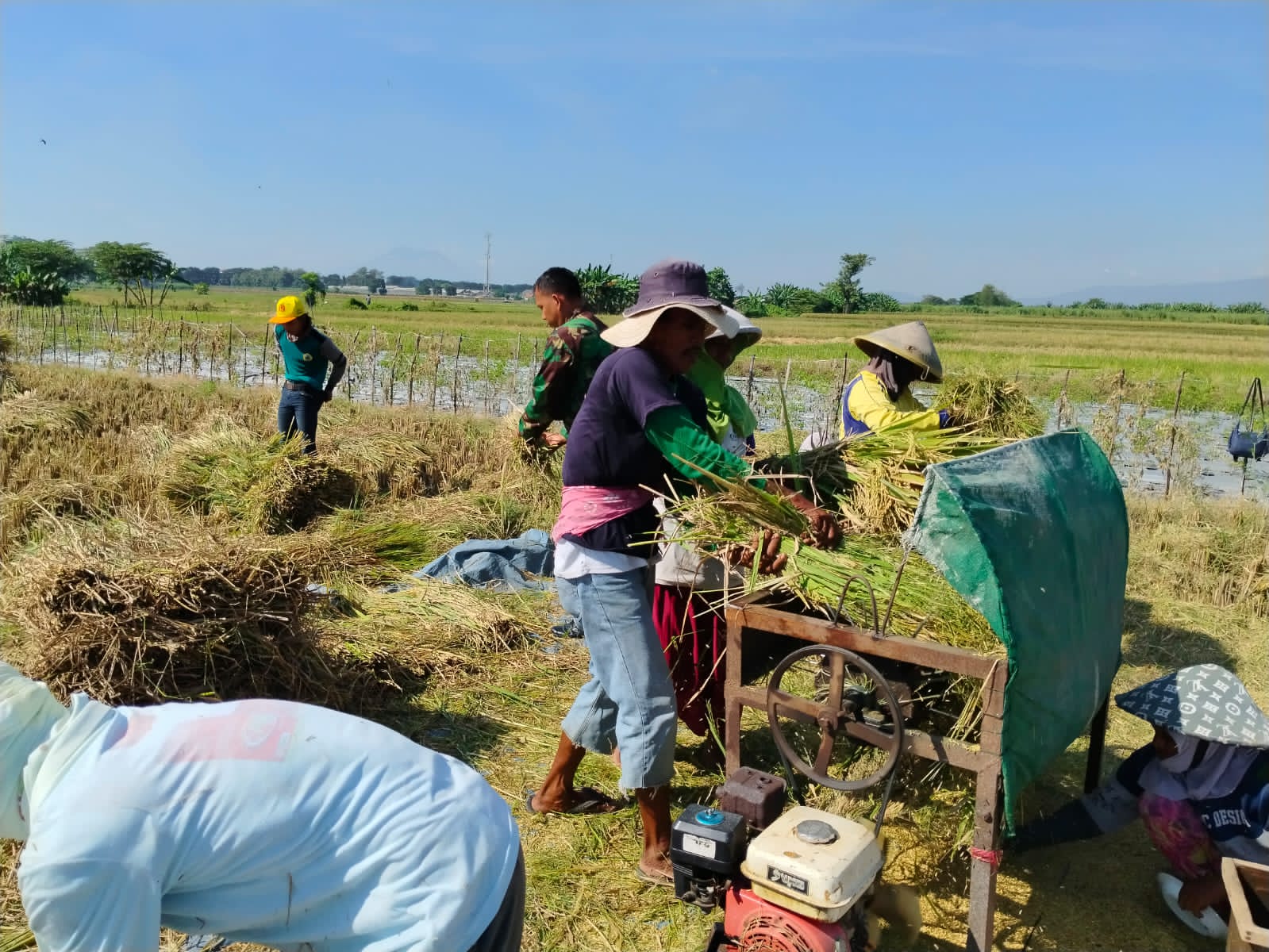 Panen Padi Tanjung Rejo Jadi Strategi Kodim Probolinggo Dukung Antisipasi Darurat Pangan Nasional 