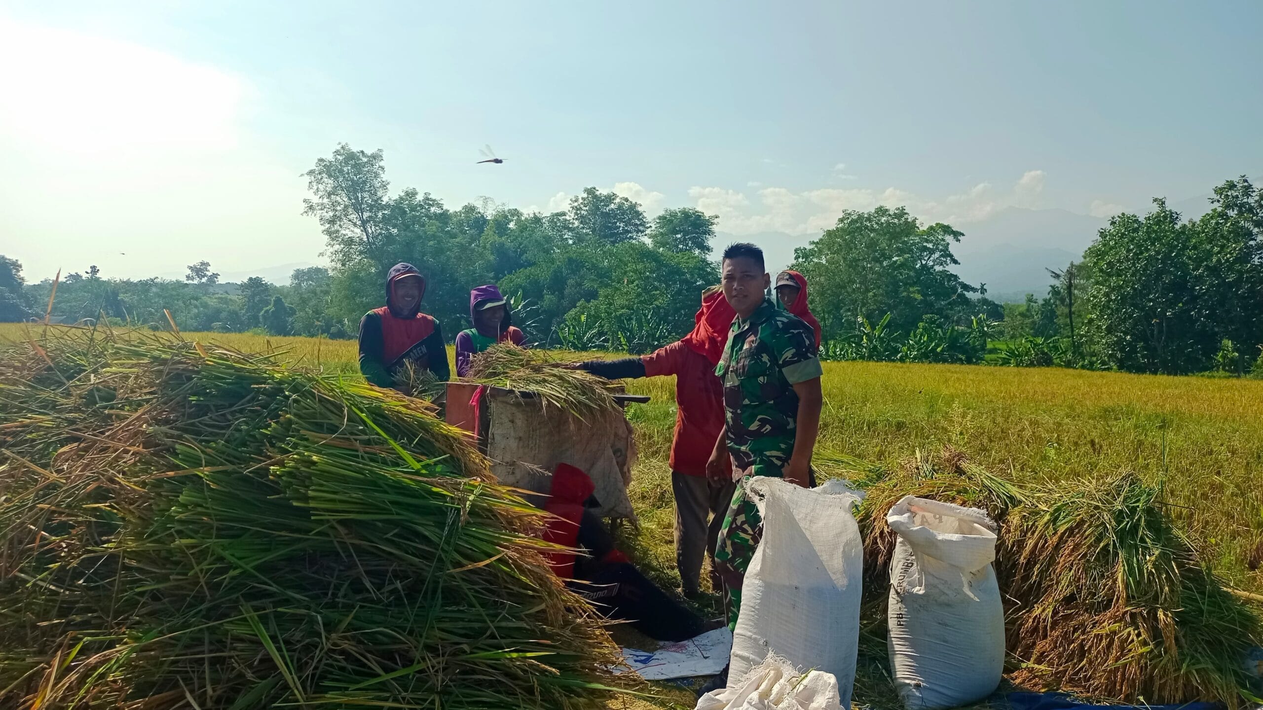 Babinsa Kodim 0820 Dampingi Panen Padi Wujudkan Ketahanan Pangan Nasional