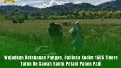Wujudkan Ketahanan Pangan, Babinsa Kodim 1505 Tidore Turun Ke Sawah Bantu Petani Panen Padi