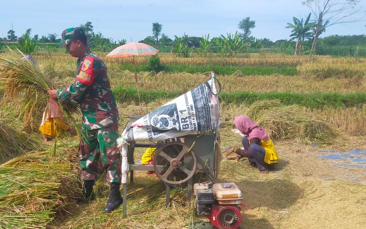Babinsa Probolinggo Panen Padi Dukung Ketahanan Pangan Nasional