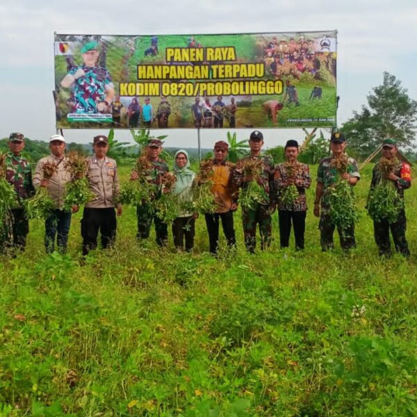 Kodim 0820 Probolinggo Panen Raya Kacang Tanah di Desa Boto, Lumbang 