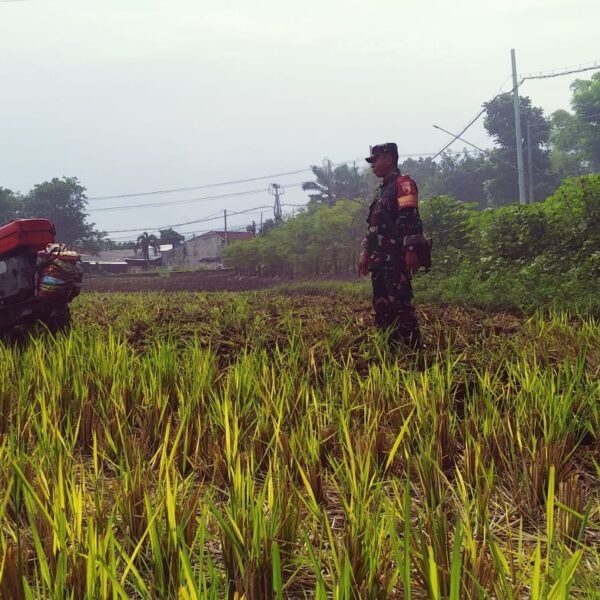 Koramil Wonoasih Dampingi Petani Tanam Jagung Antisipasi Darurat Pangan