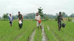Tingkatkan Produktivitas Panen, Babinsa Desa Pojok Dampingi Petani Lakukan Pemupukan Padi