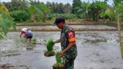 Wujud Ketahanan Pangan, Babinsa Koramil 1505-04 Oba Bantu Petani Tanam Padi