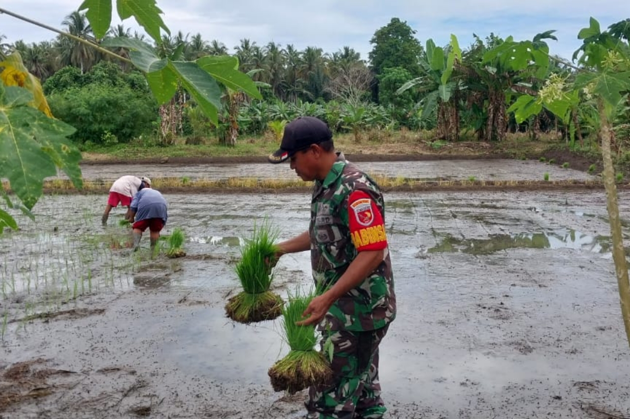 Wujud Ketahanan Pangan, Babinsa Koramil 1505-04 Oba Bantu Petani Tanam Padi