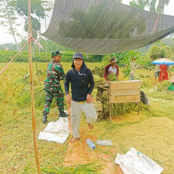 Babinsa Pakuniran Dampingi Petani Panen Padi, Dukung Ketahanan Pangan Nasional