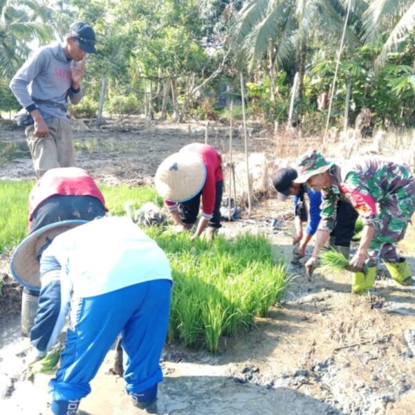 Sertu Maidi Rahman Dampingi Petani Tanam Padi, TNI Selalu Hadir di Tengah Rakyat