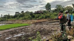 Babinsa Koramil 1710-03/Kuala Kencana Laksanakan Pendampingan Pertanian Di Wilayah Binaan