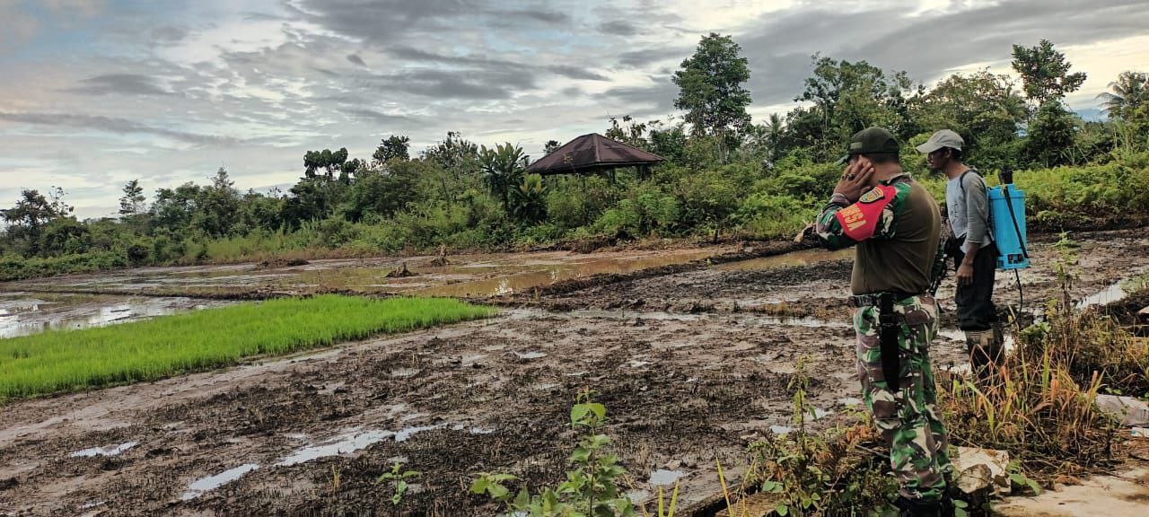 Babinsa Koramil 1710-03/Kuala Kencana Laksanakan Pendampingan Pertanian Di Wilayah Binaan