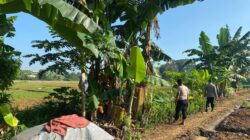 Meningkatkan Ketahanan Pangan, Polsek Cikupa Cek Lahan untuk Penanaman Jagung