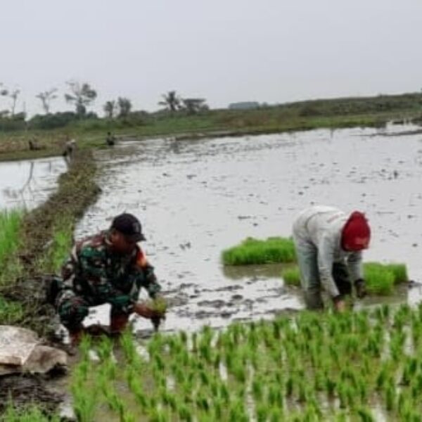 Sinergi Babinsa dan Petani: Tanam Padi Musim Tanam II di Kayu Rabah