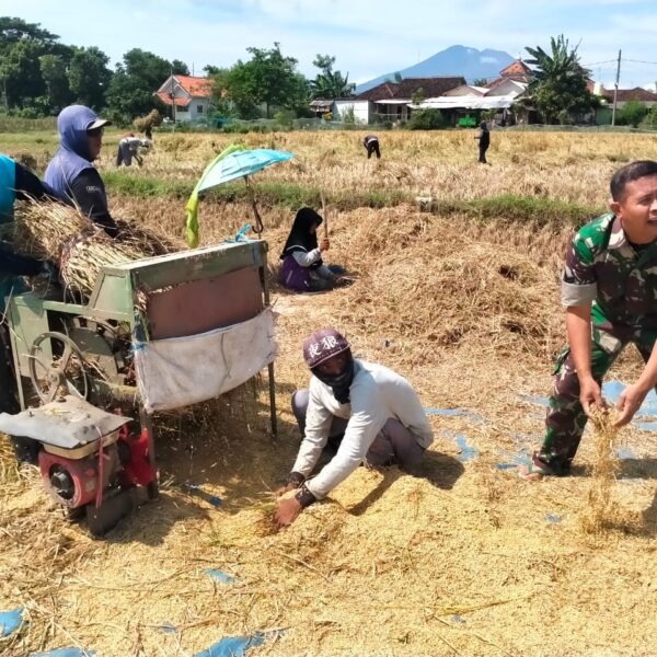 Babinsa Kodim 0820 Dampingi Panen Padi di Banyuanyar Antisipasi Darurat Pangan Nasional