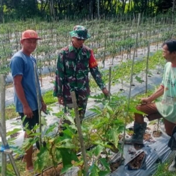 Dekat dengan Warga, Babinsa Haruyan Dukung Petani Terong Kembangkan Usaha