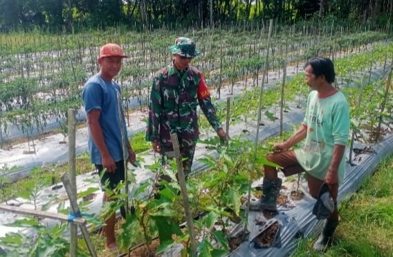Dekat dengan Warga, Babinsa Haruyan Dukung Petani Terong Kembangkan Usaha