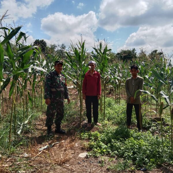 Babinsa Batang Alai Utara Dampingi Panen Jagung Kelompok Tani Berkat Bersama