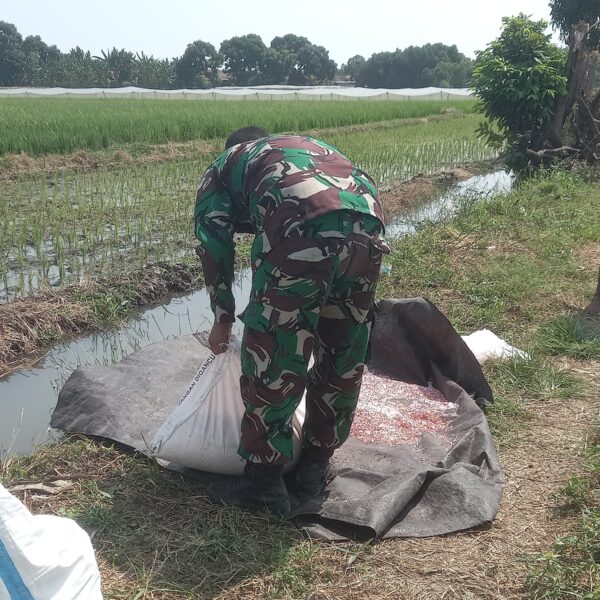 Koramil Pajarakan Dampingi Petani Sukseskan Gerakan Darurat Pangan