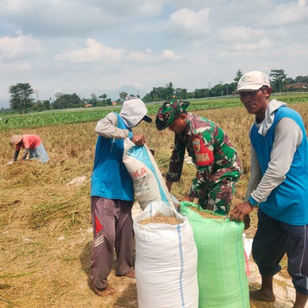 Koramil 0820-12 Kraksaan Dampingi Panen Padi Dukung Darurat Pangan Nasional