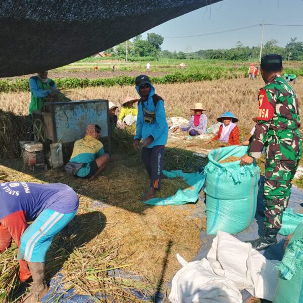 Babinsa Koramil 0820-17/Pakuniran dan Petani Bahu-Membahu Panen Padi di Tengah Gerakan Antisipasi Darurat Pangan Nasional