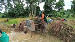Babinsa Kodim 0820/Probolinggo Dampingi Panen Padi di Kecamatan Banyuanyar