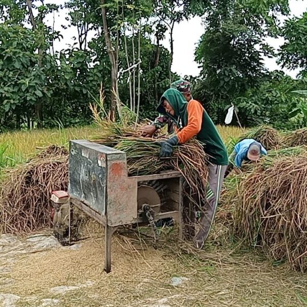 Babinsa Kodim 0820/Probolinggo Dampingi Panen Padi di Kecamatan Banyuanyar