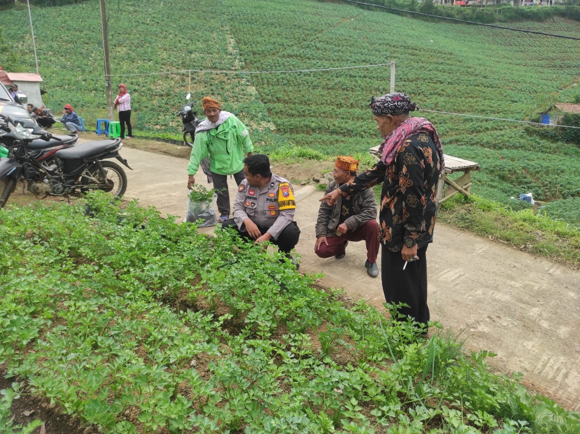 Polisi Probolinggo Lakukan Monitoring Tanaman Seledri di Desa Sariwani Sukapura