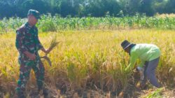 Koramil Banyuanyar Dukung Panen Padi, Antisipasi Darurat Pangan Nasional