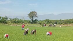 Babinsa Koramil Kanigaran Dampingi Petani Semprot Padi Cegah Hama