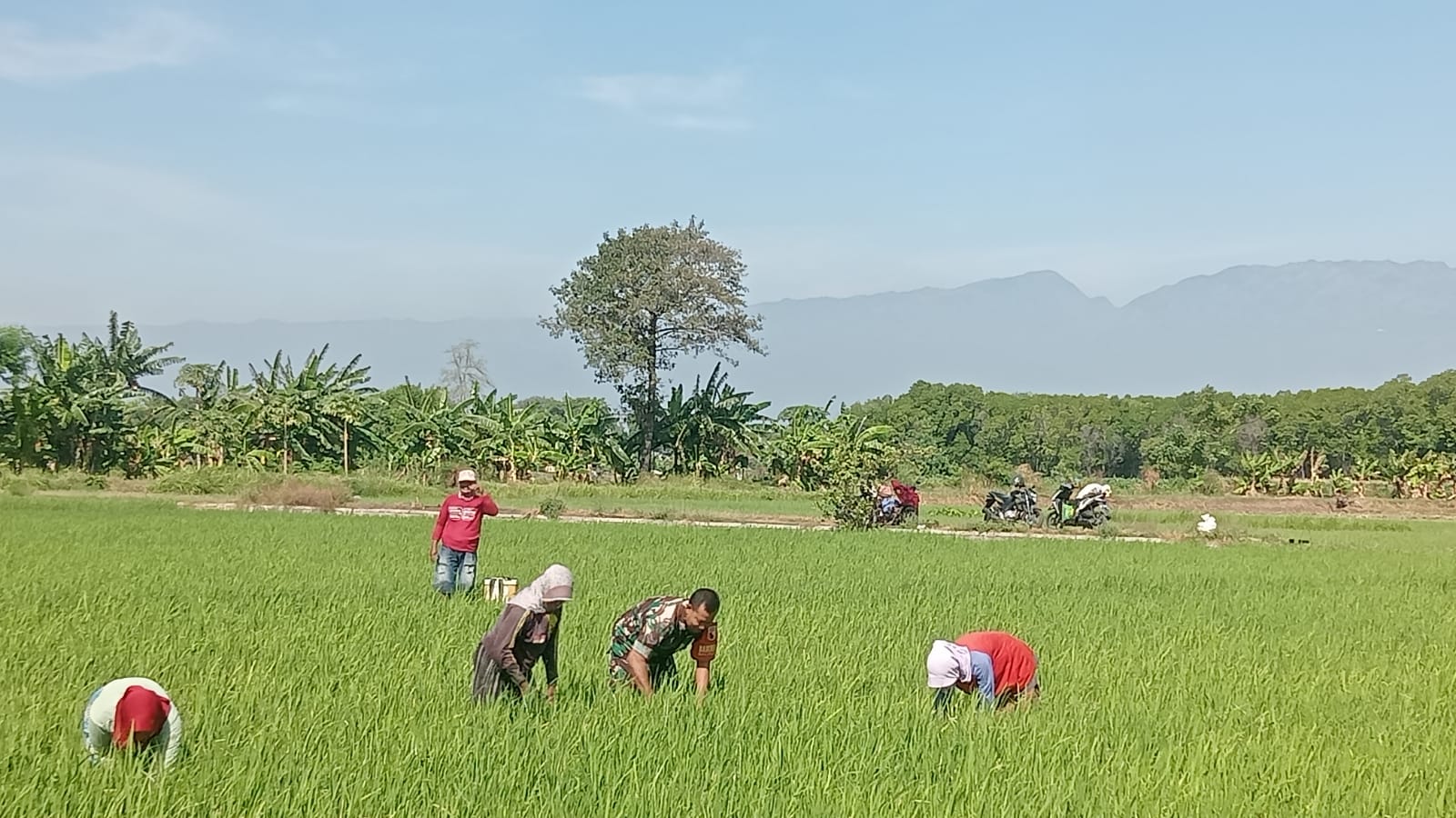 Babinsa Koramil Kanigaran Dampingi Petani Semprot Padi Cegah Hama